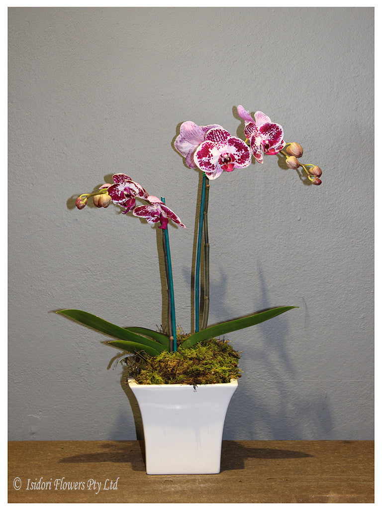 Phalaenopsis Orchid Plant