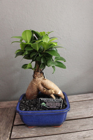 Small bonsai