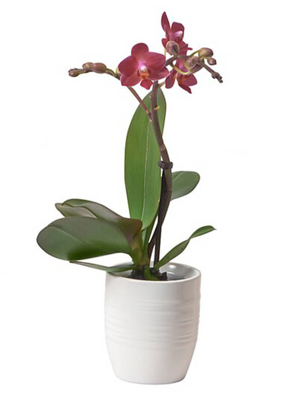 Potted mini Orchid