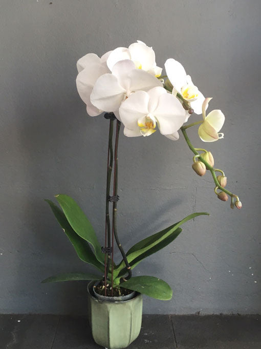 Phalaenopsis Orchid Plant