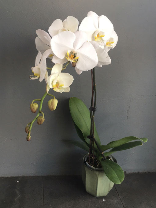 Phalaenopsis Orchid Plant